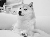 Doge 的原型柴犬かぼす去世かぼす（Kabosu，意思为臭橙）于2005年出生，2008年11月2日被幼儿园教师佐藤敦子收养