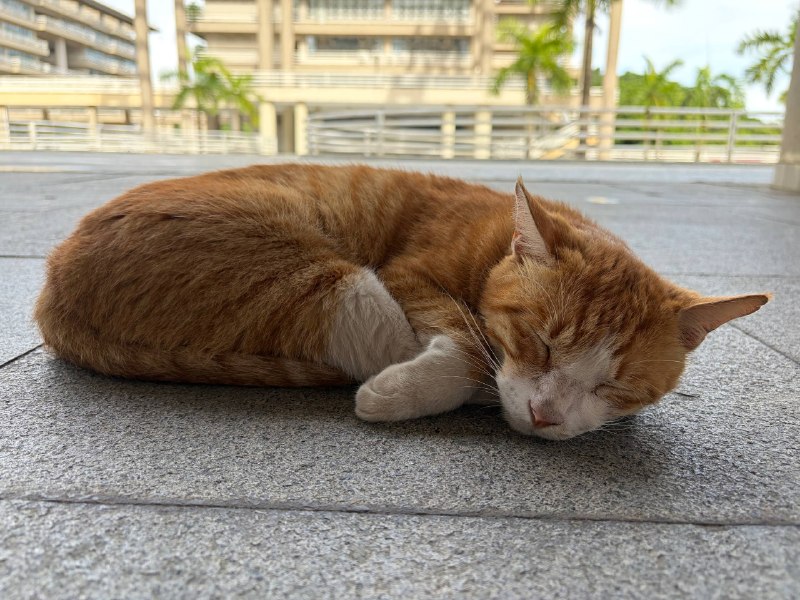 #日常 每次来工学馆都能看见这只橘猫学长睡懒觉